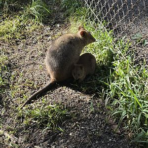 Quokka with joey - July 2025