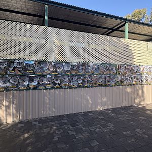 Koala Wall - July 2025