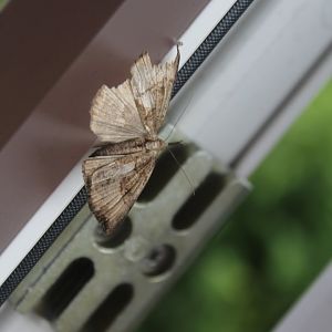 Unidentifed moth