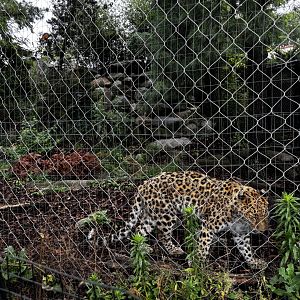 Toledo Zoo - Tiger Terrace - Amur Leopard Exhibit