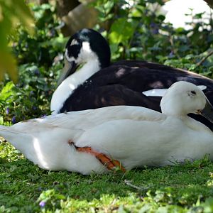 ALONG SHOT BY ANY IDEA ON ID PLEASE? I know they are Hybrids.