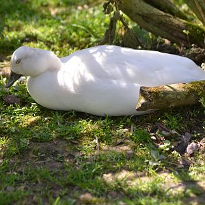 ALONG SHOT BY ANY IDEA ON ID PLEASE? I know they are Hybrids.