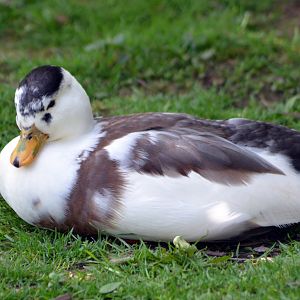 ALONG SHOT BY ANY IDEA ON ID PLEASE? I know they are Hybrids.