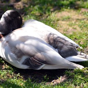 ALONG SHOT BY ANY IDEA ON ID PLEASE? I know they are Hybrids.