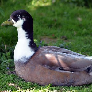 ALONG SHOT BY ANY IDEA ON ID PLEASE? I know they are Hybrids.