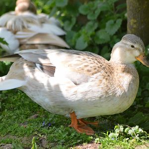 ALONG SHOT BY ANY IDEA ON ID PLEASE? I know they are Hybrids.