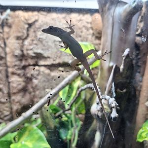 Jamaican Anole