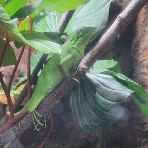 Fiji Banded Iguana