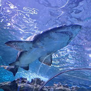 Sand Tiger Shark