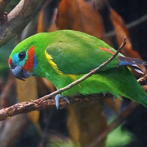 Macleay's Fig Parrot (Cyclopsitta diophthalma macleayana)