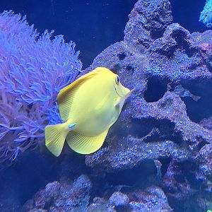 Yellow Tang