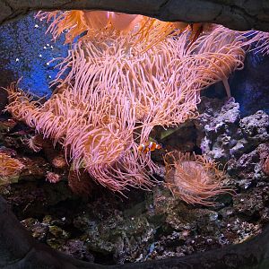 Bubble-tipped Anemone and Clownfish