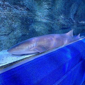 Nurse Shark