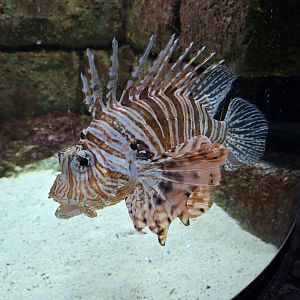 Lionfish
