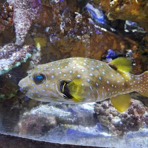 White-spotted Pufferfush