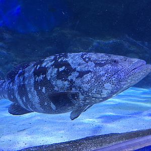 Goliath Grouper