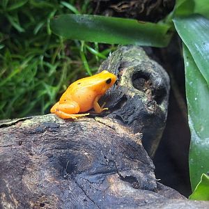 Golden Mantella