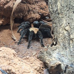Golden Red-Rump Tarantula