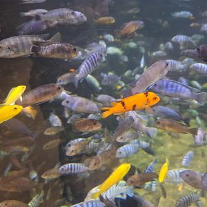 Lake Malawi Cichlids