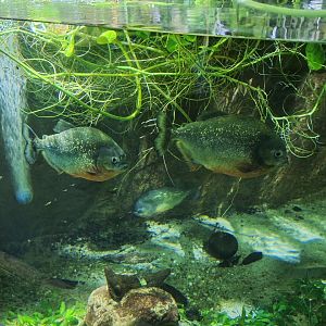 Red-bellied Piranhas