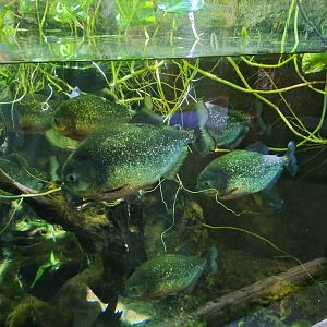 Red-bellied Piranhas