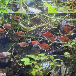 Bleeding Heart Tetras