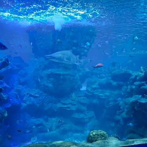 Ocean Tank