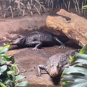 Cuvier's Dwarf Caimans