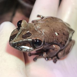 Bruno's casque-headed frog