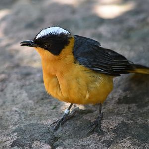 Snowy-crowned robin-chat