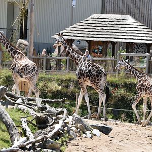 Baringo giraffes