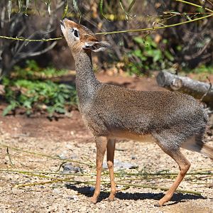 Kirk's dik-dik