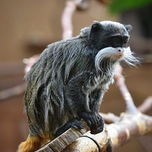 Bearded emperor tamarin