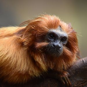 Golden lion tamarin