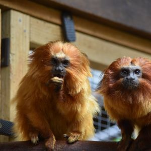Golden lion tamarins