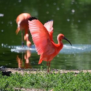 Scarlet ibis