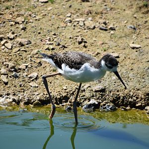 Black-necked stilt