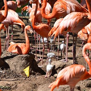 American flamingos nesting