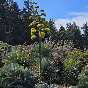 Artichoke Agave (in bloom)