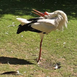 White stork