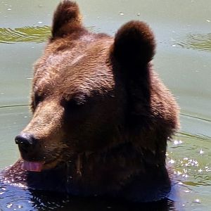 Brown bear