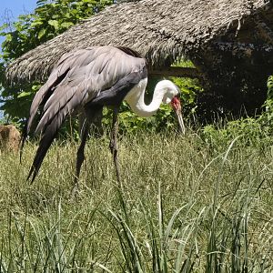Wattled crane