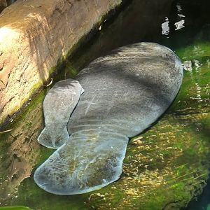 Manatees