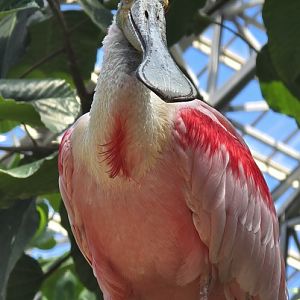 Roseate spoonbill