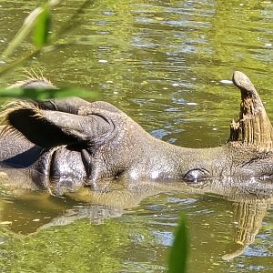 Great Indian rhinoceros
