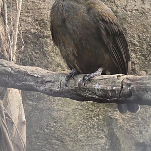 Female cock of the rock