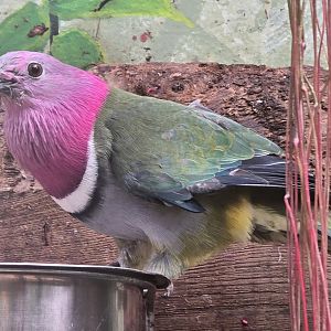 Pink headed fruit dove
