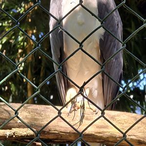 White bellied Sea eagle