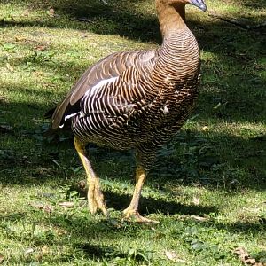 Magellan Goose