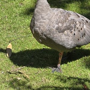 Cape barren goose